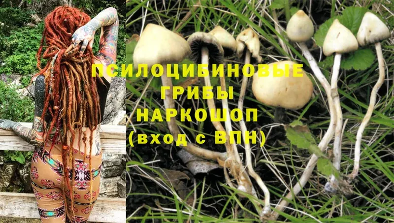 даркнет сайт  omg ТОР  Псилоцибиновые грибы Magic Shrooms  Нариманов 